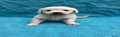 Golden Retriever 4