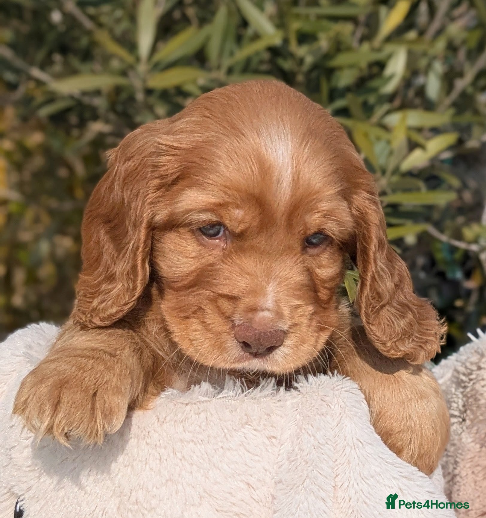 Cocker Spaniel dogs Beautiful KC Registered Cocker Spaniels 2 - Advert 2