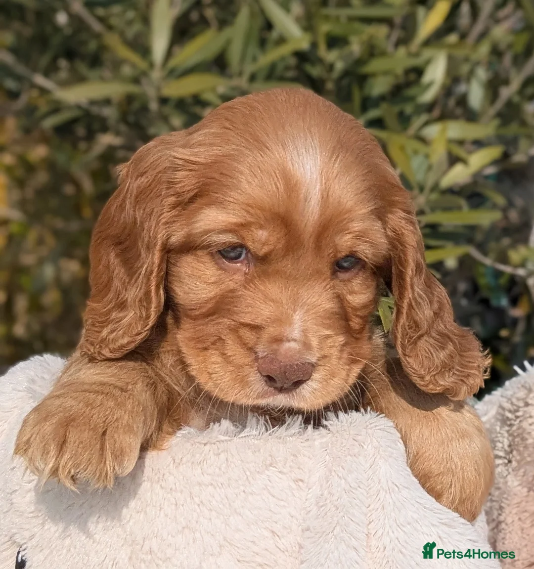 Cocker Spaniel dogs for sale: Beautiful KC Registered Cocker Spaniels 2 in Great Yarmouth - Advert 2