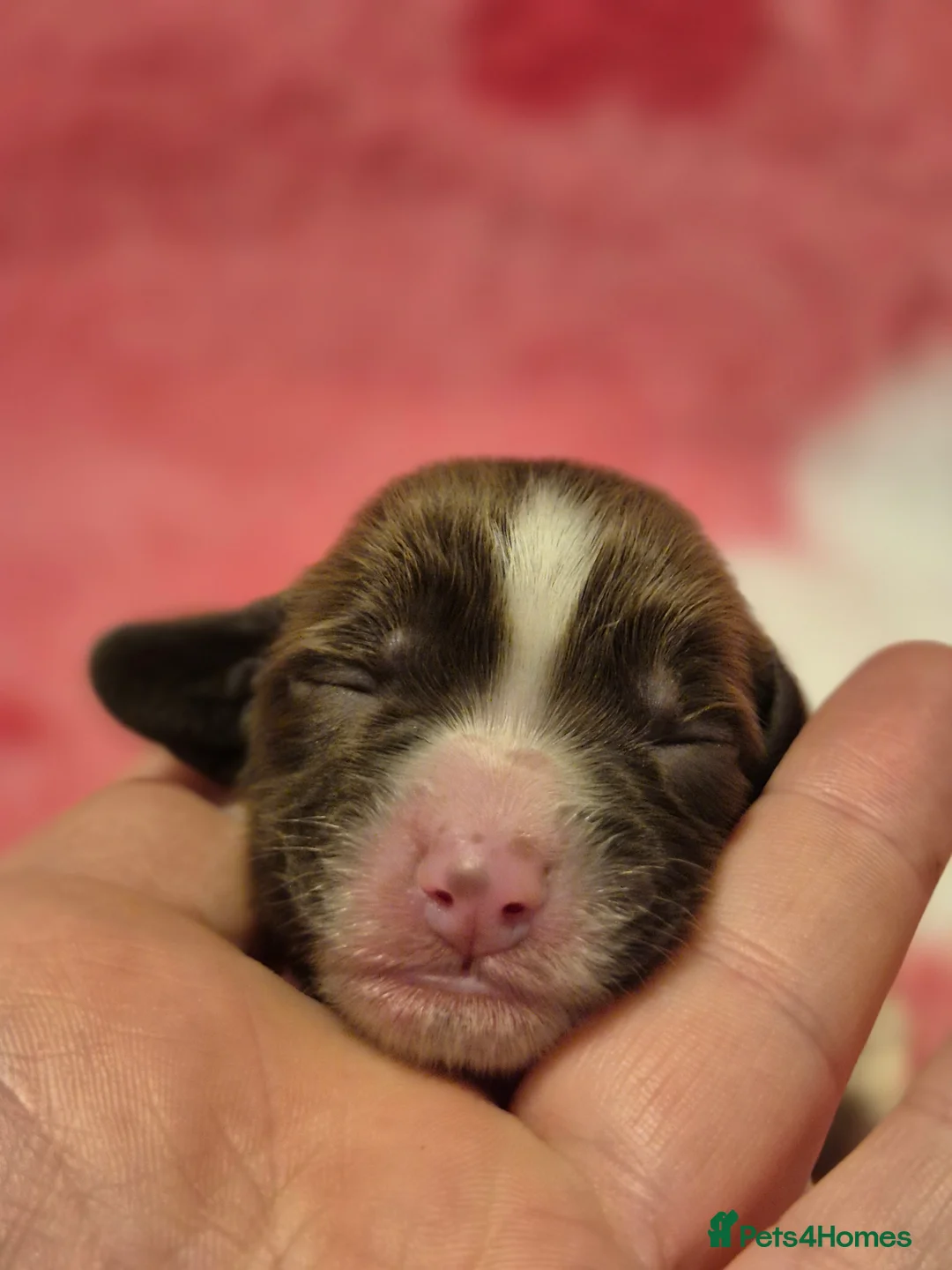 English Springer Spaniel dogs for sale:  Beautiful Liver & White Springer Spaniels - Advert 17