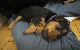 Lakeland Terrier dogs for sale: Lakeland Terrier pups - working style black & tan! - Image 18