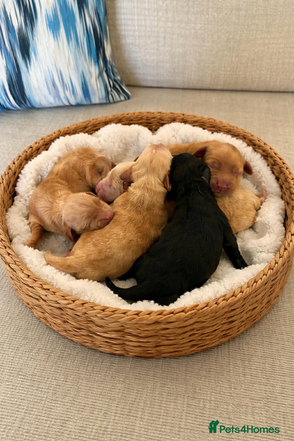 Cockapoo dogs F1 show line cockapoo puppies due - Advert 15