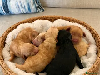 Cockapoo dogs F1 show line cockapoo puppies due - Advert 15