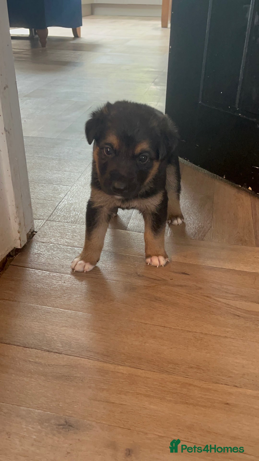 Mixed Breed dogs for sale: Belgian malinois x Anatolian shepherd mix pups 🐶  - Image 9