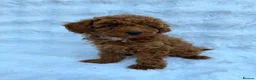 Toy Poodle dogs for sale: Red Toy Poodle MALES - Advert 12