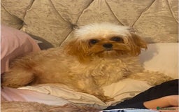 Cavapoochon dogs for sale: Last boy left Stunning cavapoochon puppies  - Image 9