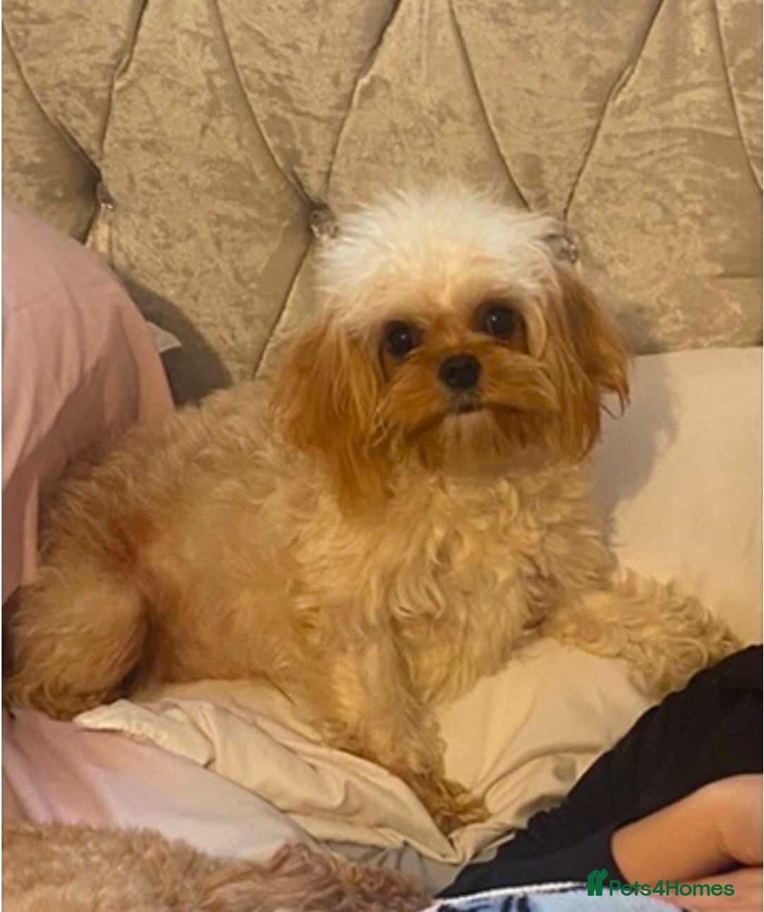 Cavapoochon dogs for sale: Last boy left Stunning cavapoochon puppies  - Image 9