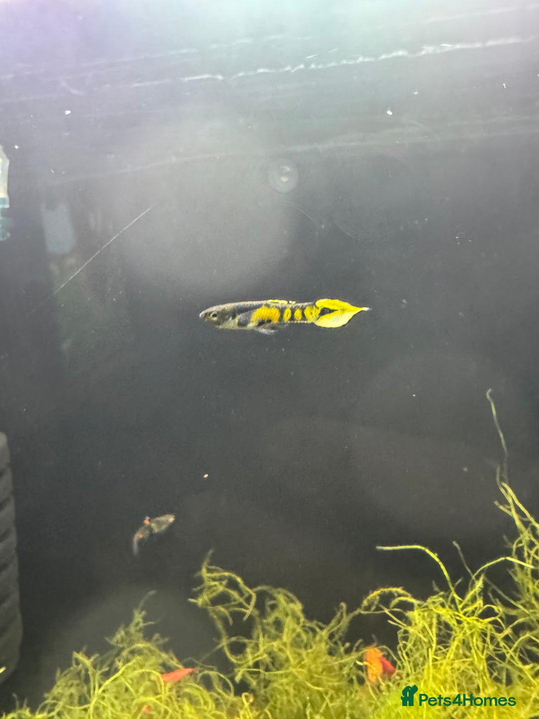 Live Bearers fish for sale: Endler Guppies x4 - Advert 2