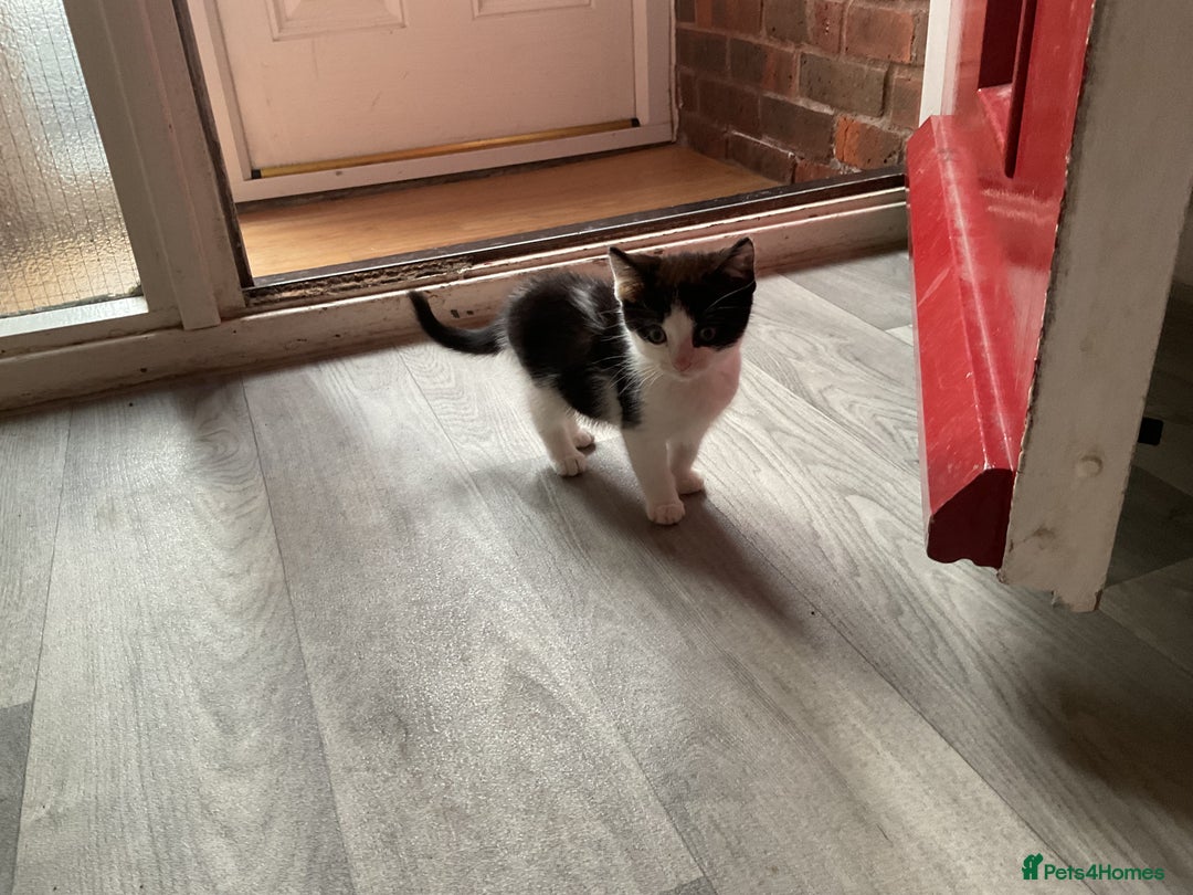 Mixed Breed cats for sale: Kittens for sale ready to go now   - Advert 28