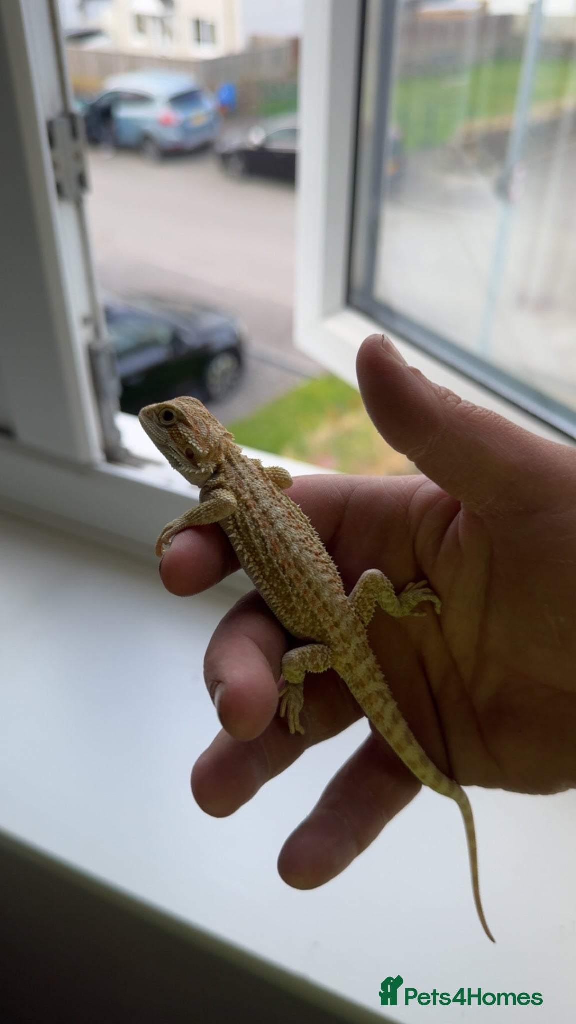 Bearded Dragon reptiles Bearded Dragon and Set up - Advert 2