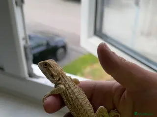 Bearded Dragon reptiles Bearded Dragon and Set up - Advert 2