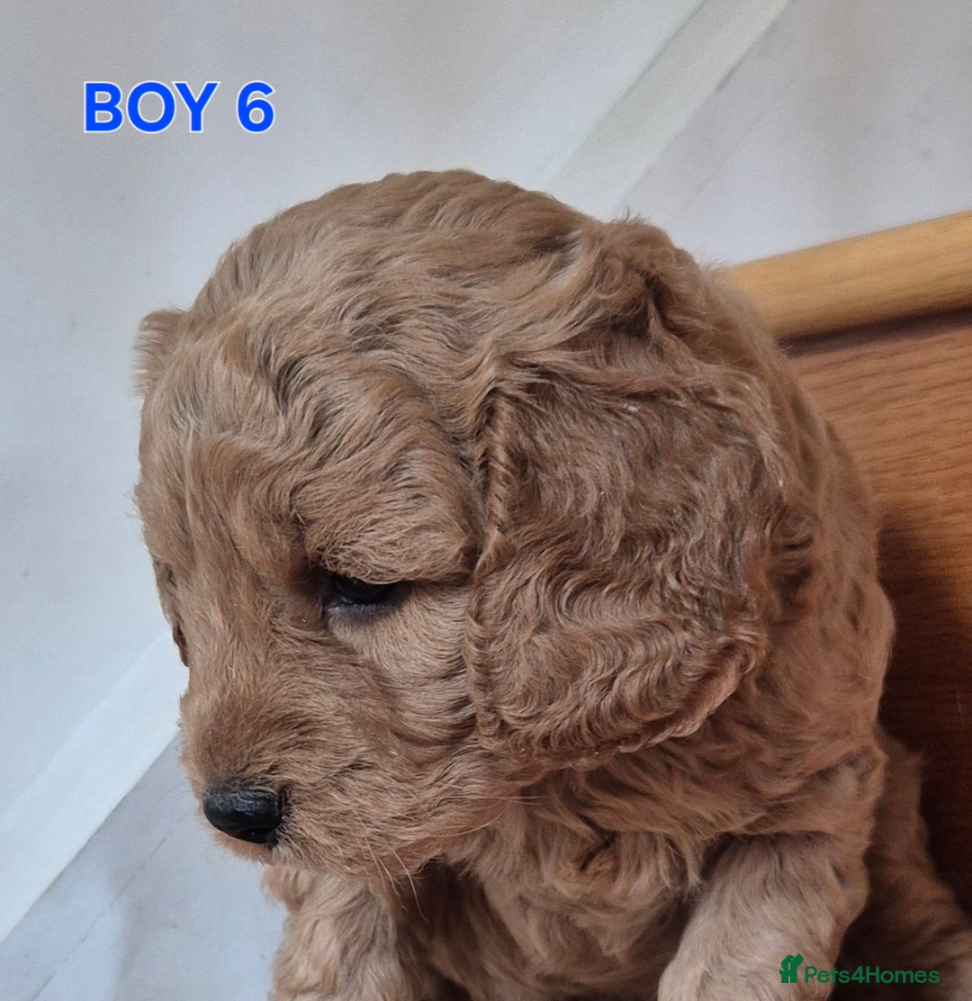 Mini Goldendoodle dogs for sale: F1b Red Miniature Goldendoodles tested parents - Image 38