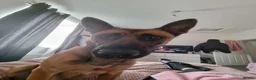 Belgian Shepherd Dog dogs for sale: Belgian malinois x german shepherd  - Advert 10