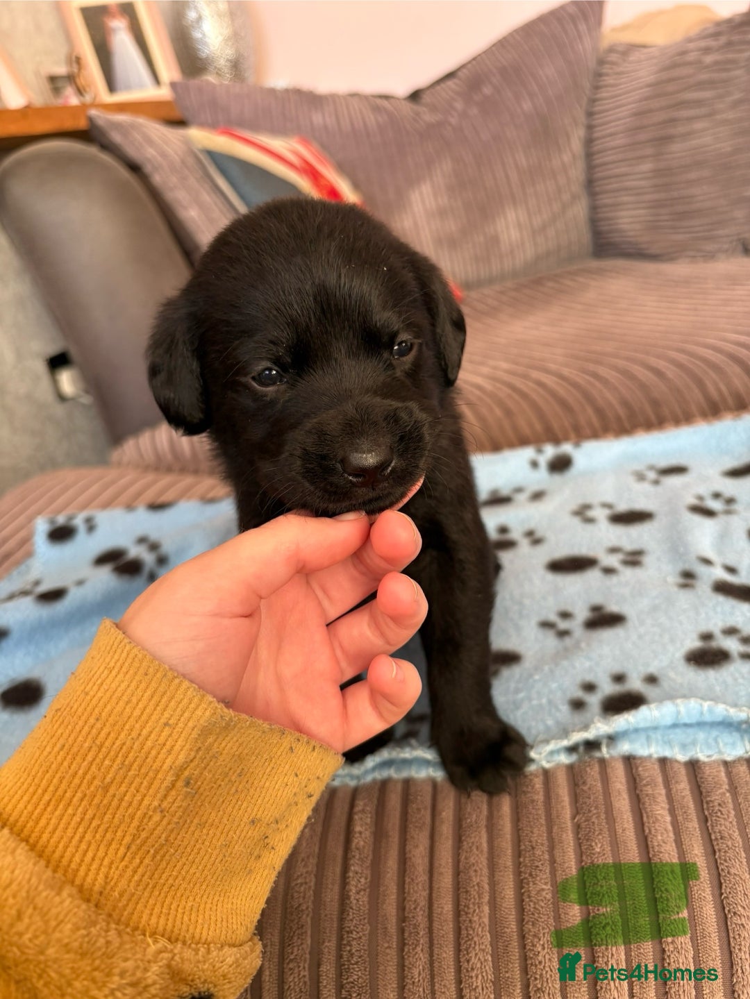 Labrador Retriever dogs for sale: Gorgeous chunky black lab pups🖤 - Advert 17