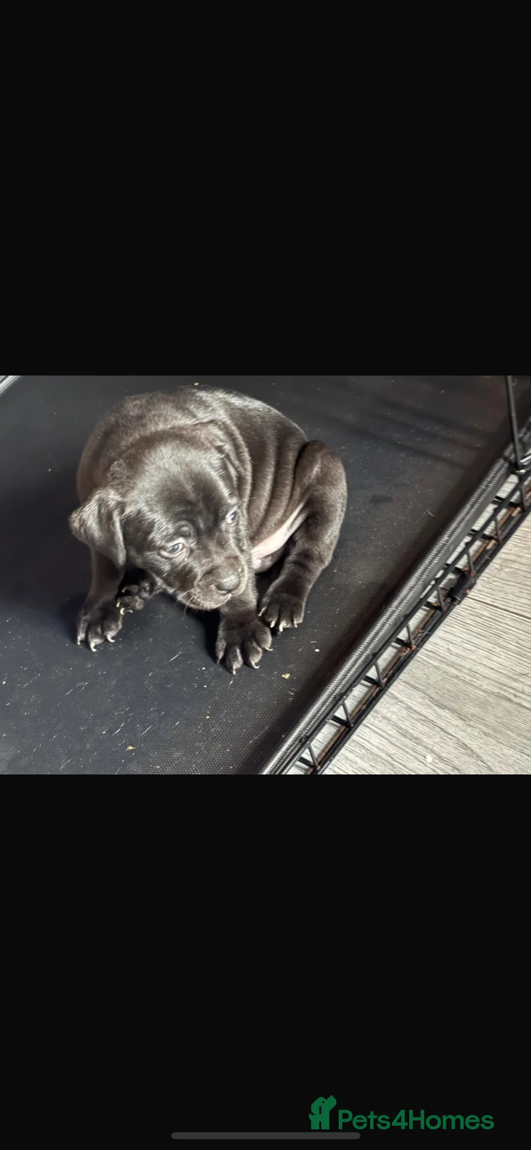 Staffordshire Bull Terrier dogs for sale: 5 beautiful staffy puppies .  - Advert 8