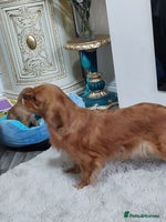 Cavalier King Charles Spaniel dogs - Advert 11