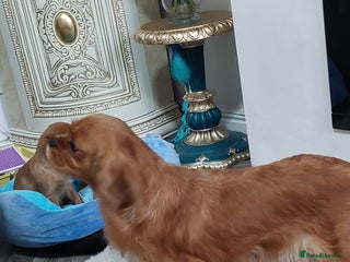 Cavalier King Charles Spaniel dogs for sale - Advert 1