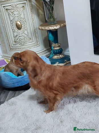 Cavalier King Charles Spaniel dogs - Advert 1