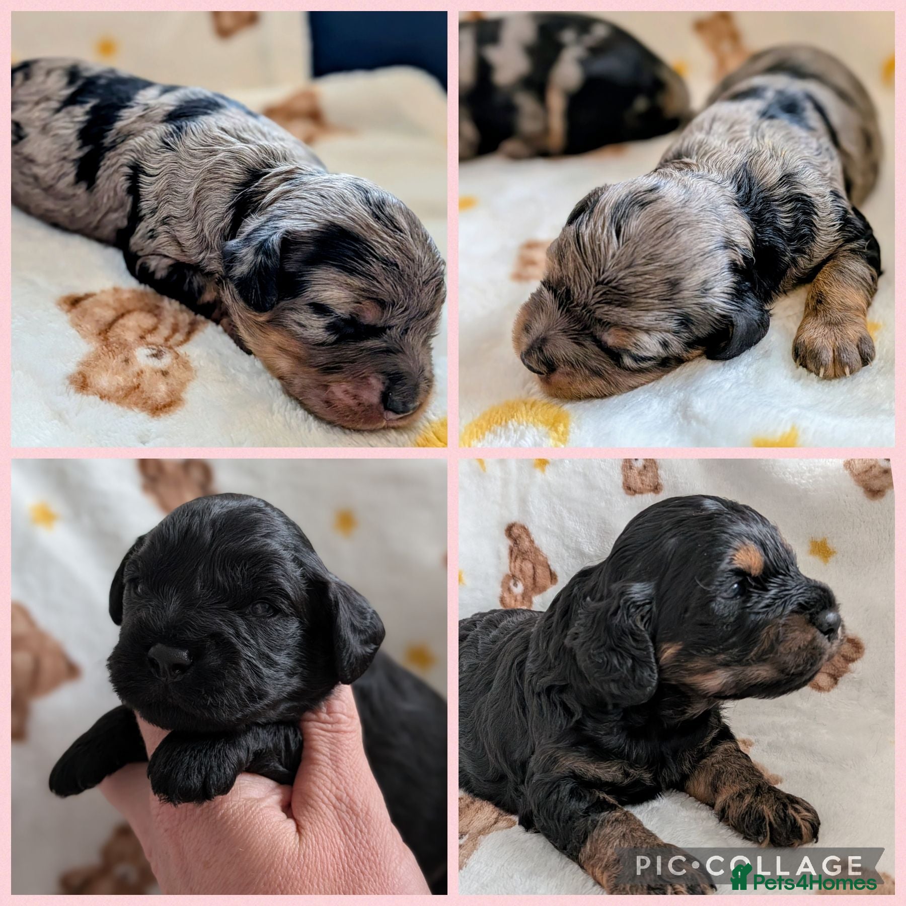Cavapoo dogs Cavapoo puppies - Merle and Black & tan - Advert 7
