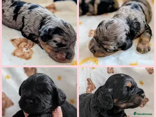 Cavapoo dogs Cavapoo puppies - Merle and Black & tan - Advert 7