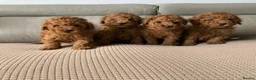 Toy Poodle dogs for sale: Fully health tested Deep Red Toy poodle puppies  - Advert 13