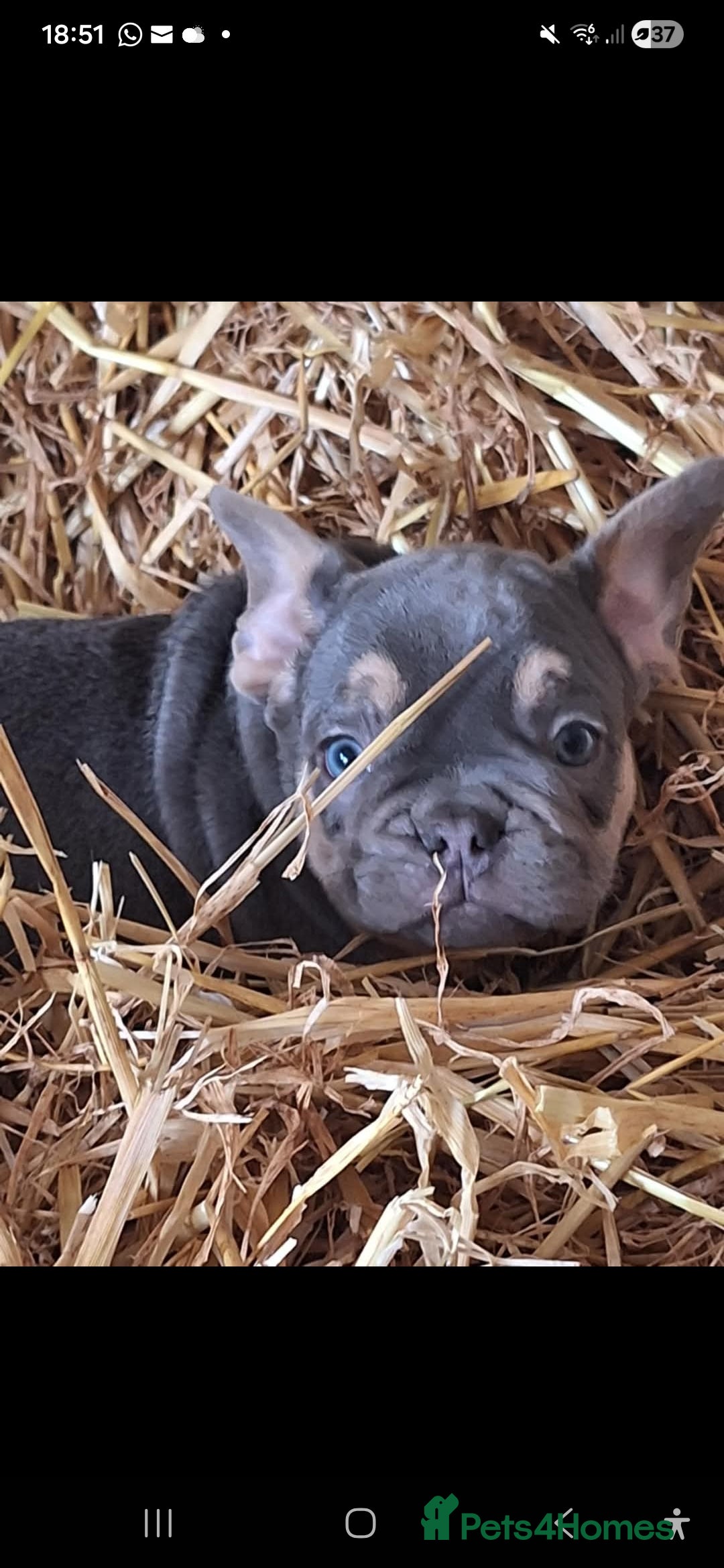 French Bulldog dogs for sale: 15 month old French bulldog, lilac and tan - Advert 1