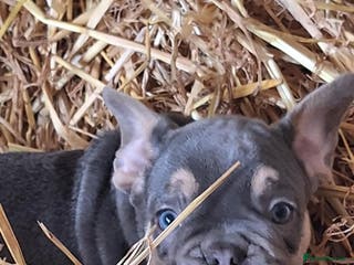 French Bulldog dogs 15 month old French bulldog, lilac and tan - Advert 1