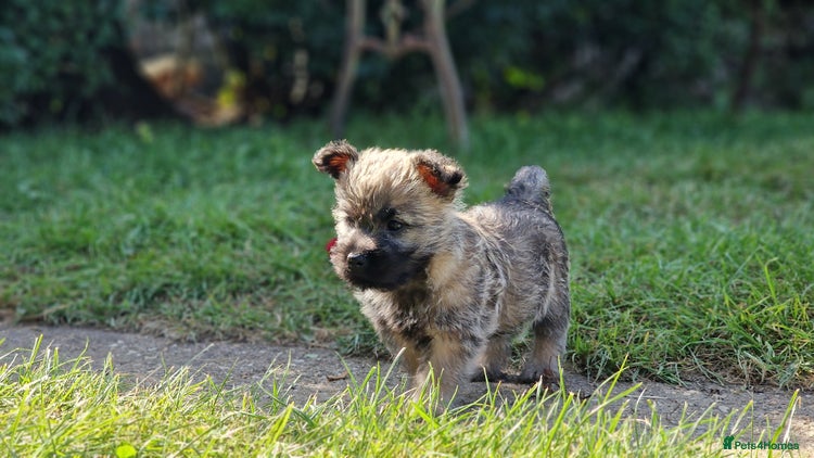 Cairn Terrier dogs - Advert 1