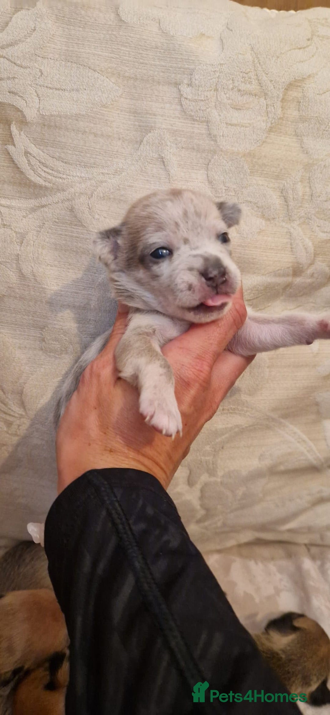Chihuahua dogs for sale: Beautiful litter of 6 full chihuahuas  - Image 16