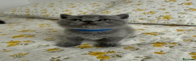 British Shorthair Kitten male blue collar