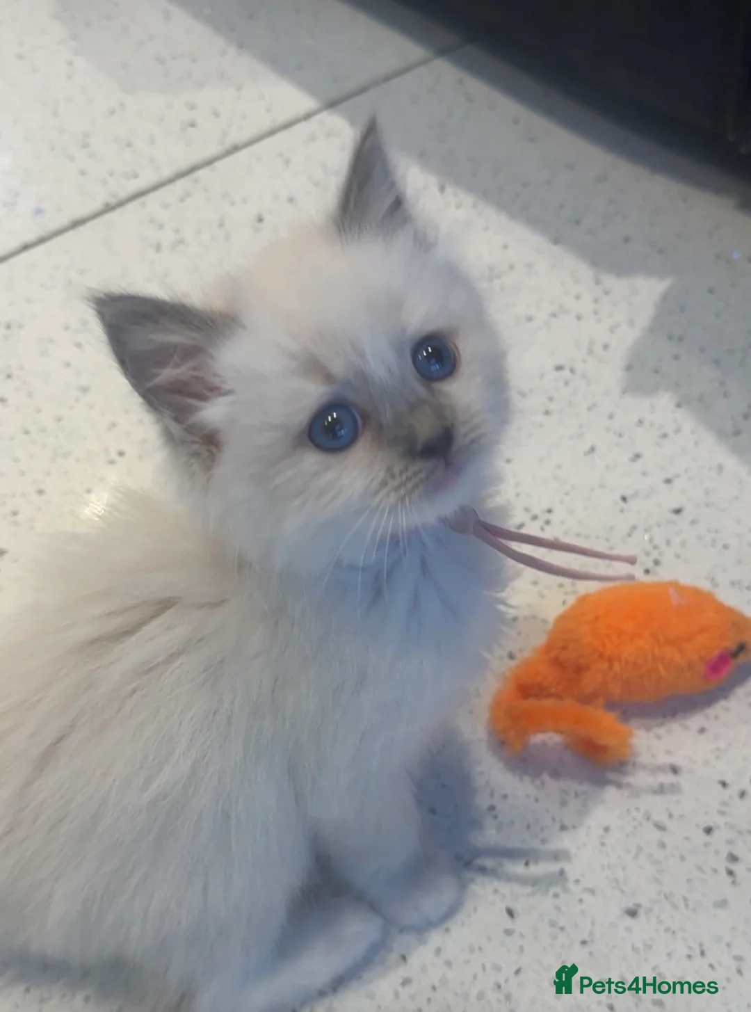 Ragdoll cats for sale: Ragdoll kittens full breed  - Advert 2
