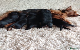 Yorkshire Terrier dogs for sale: Yorkies for sale.  - Image 7