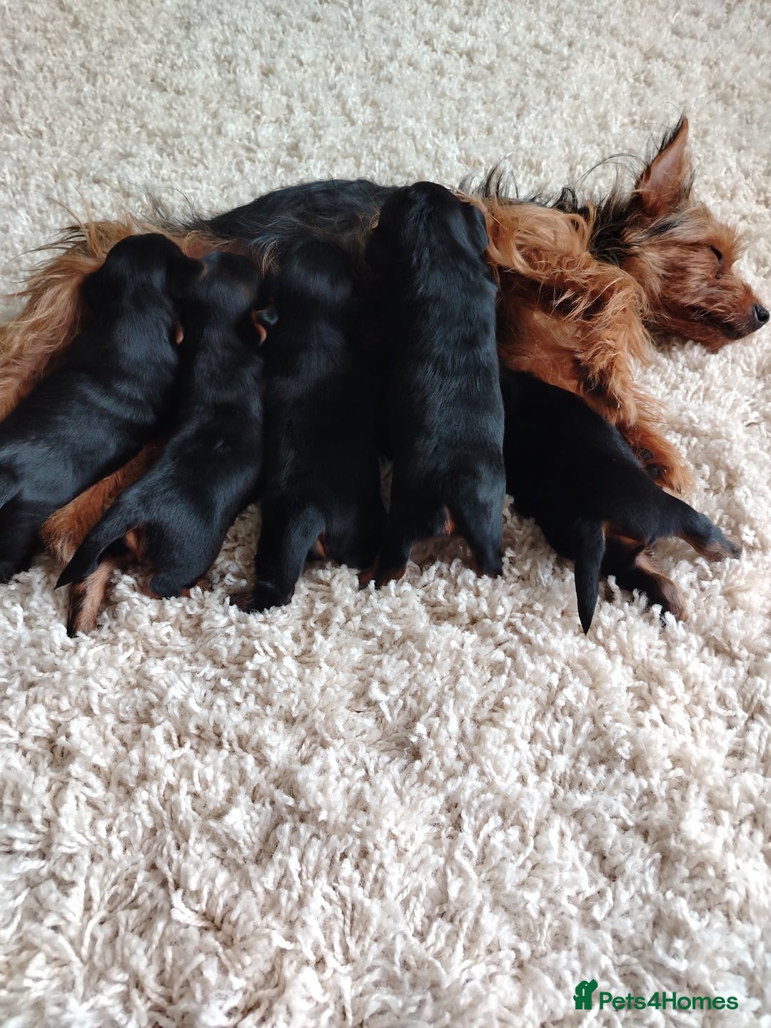 Yorkshire Terrier dogs for sale: Yorkies for sale.  - Image 7
