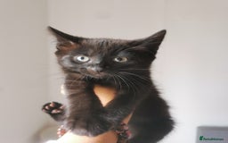 Bombay cats for sale: 6 beautiful Bombay kittens  - Image 8
