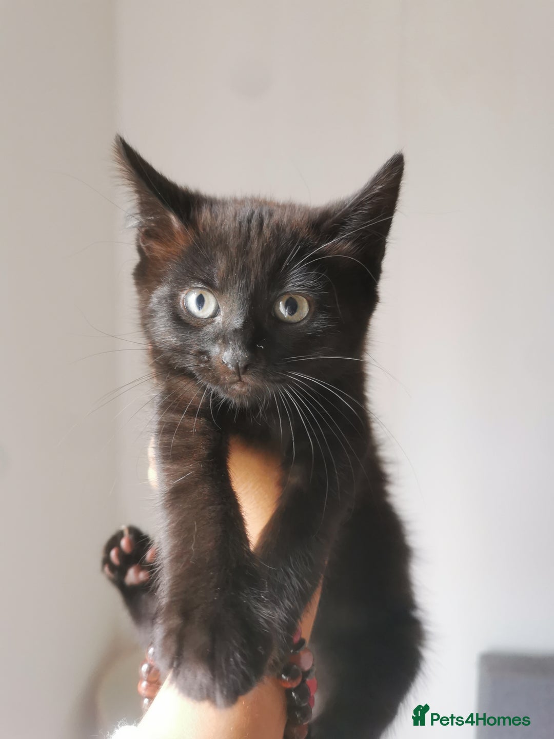 Bombay cats for sale: 6 beautiful Bombay kittens  - Image 8
