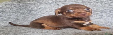 Cadbury