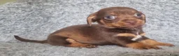 Mixed Breed dogs for sale: Minature Merle Dachshund x Puppies - Advert 5