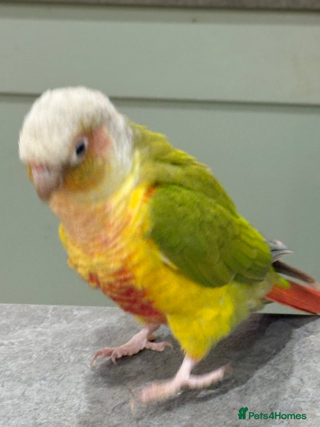 Conures birds for sale: Male pineapple conure - Advert 4