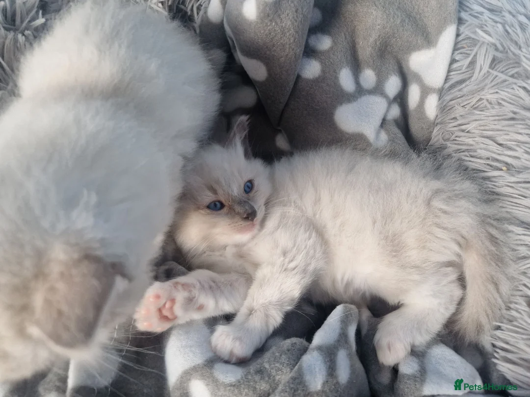Ragdoll cats for sale: Ragdoll kittens - Advert 2