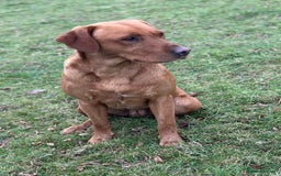 Labrador Retriever dogs for sale: Red Labrador Puppies - Stroud - Image 3