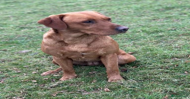 Labrador Retriever dogs - Advert 13