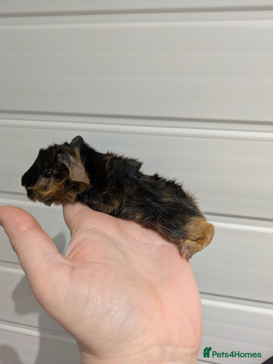 Guinea Pig rodents for sale: Guinea pigs location Dagenham Essex  - Advert 6