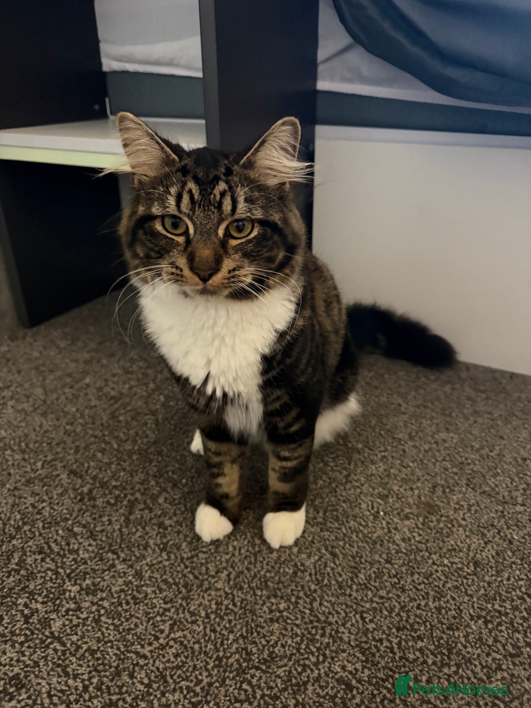 Mixed Breed cats for sale: Oliver & Oscar  - Advert 1