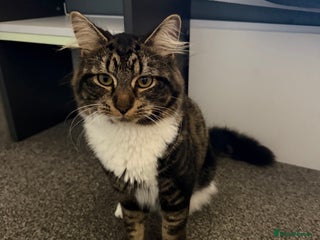 Mixed Breed cats Oliver & Oscar - Advert 1