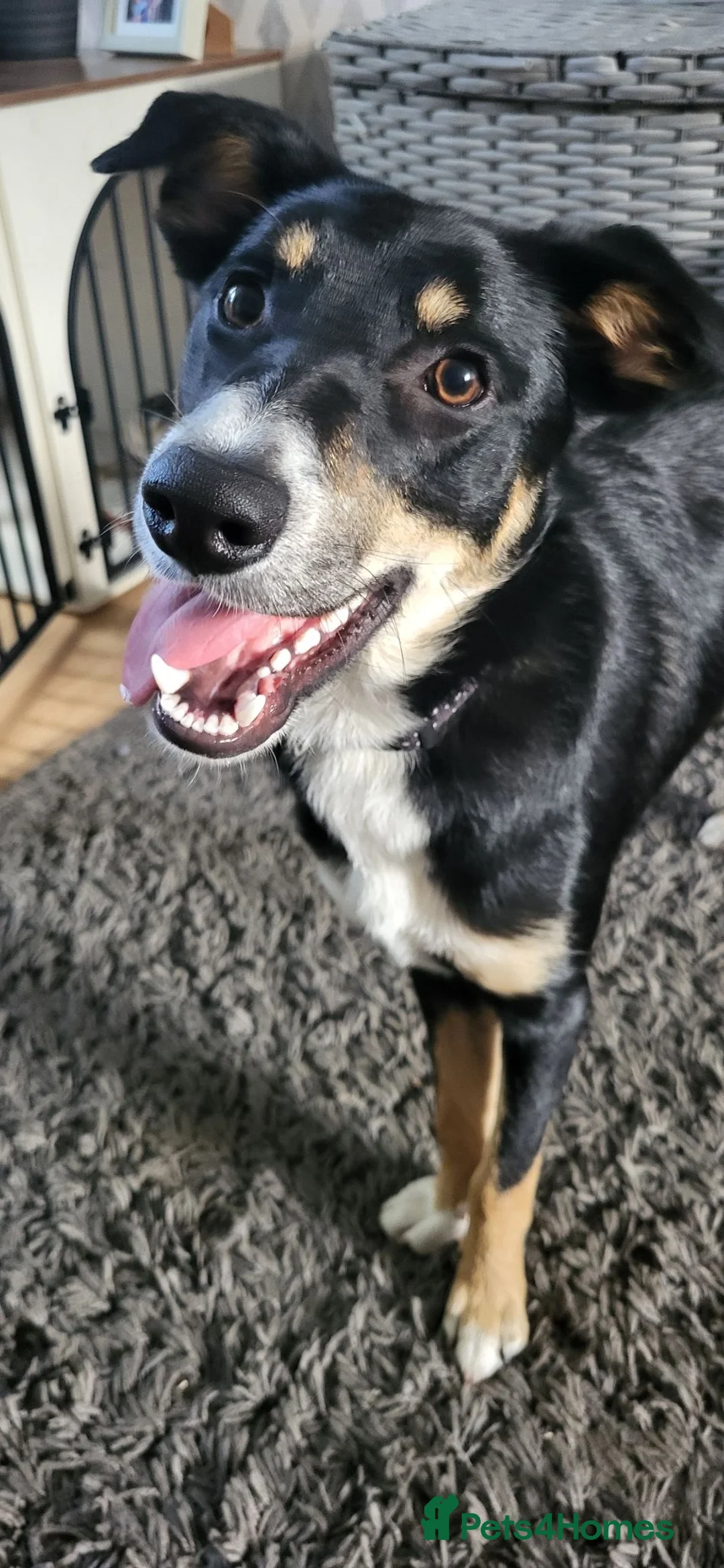 Border Collie dogs for sale: MILO 7 month old male border collie  - Advert 8