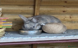 Rex rabbits for sale: Rex X Mini Lop Bunnies for Sale – Bonded Siblings - Image 6