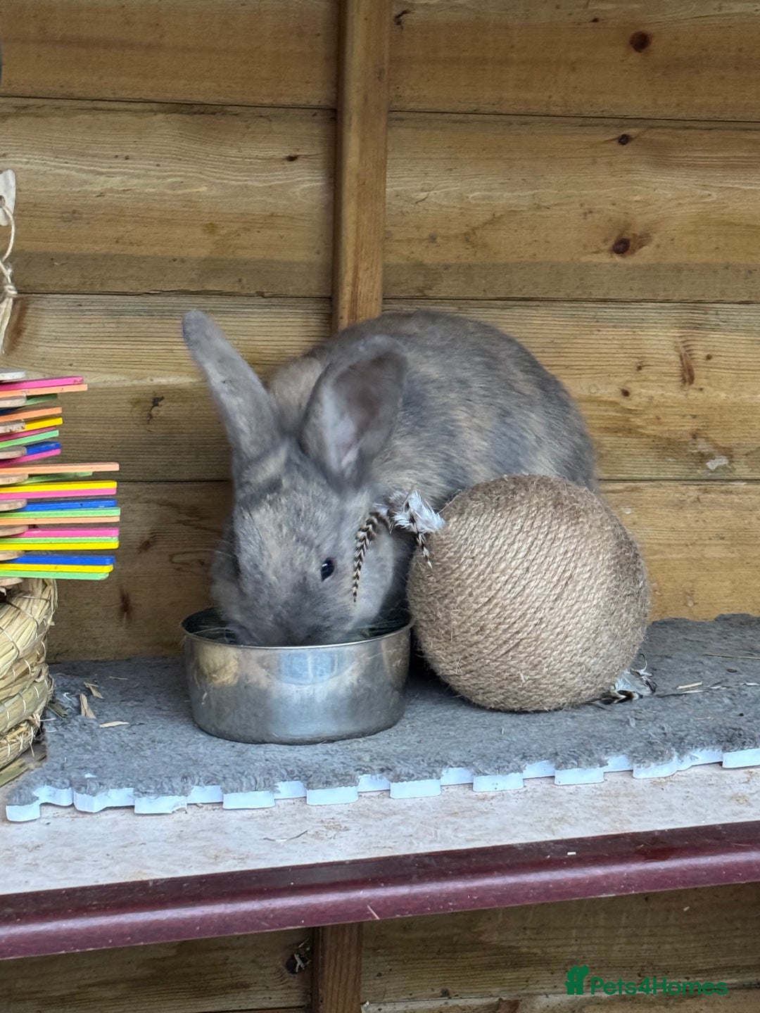 Rex rabbits for sale: Rex X Mini Lop Bunnies for Sale – Bonded Siblings - Image 6