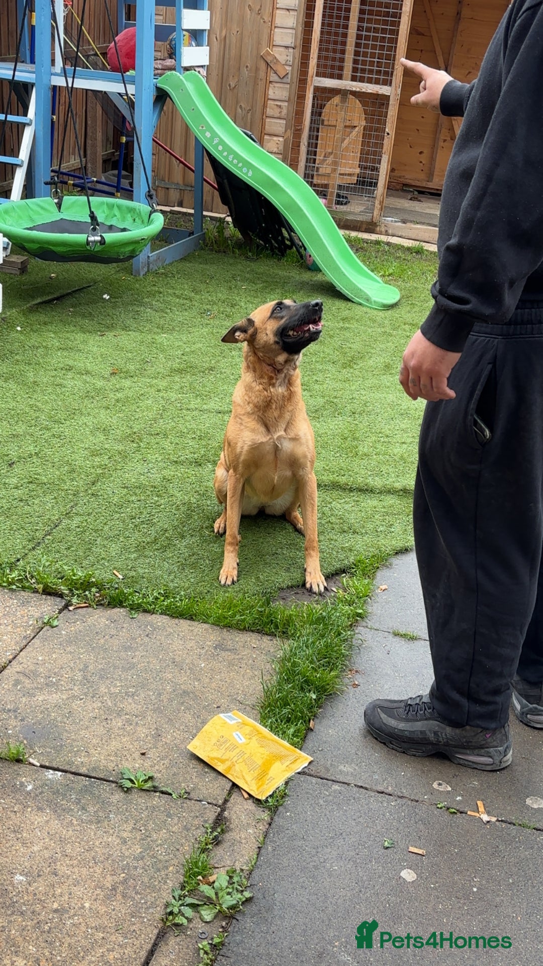 Belgian Shepherd Dog dogs for sale: 4 year old Belgian Mali  - Image 1