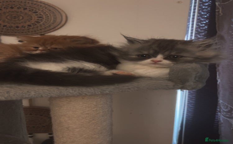 Persian cats - Advert 2