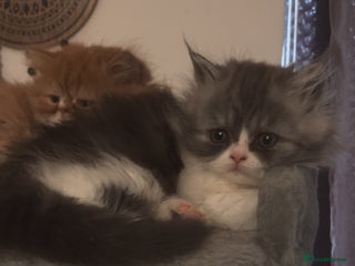 Persian cats - Advert 1